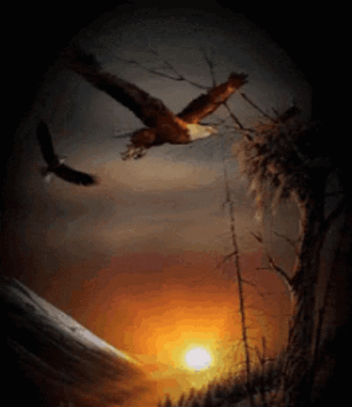 Sunset Flying Eagle Animation GIF