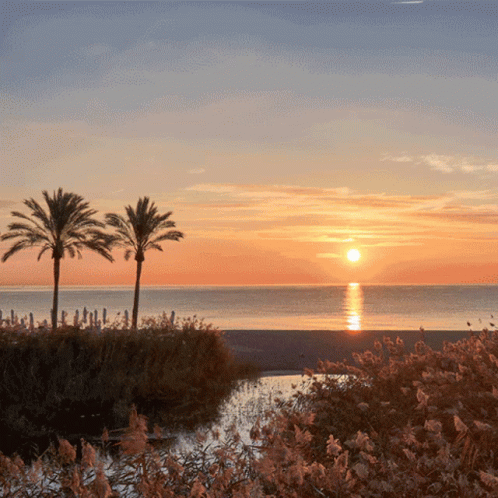 Sunset Over Water With Palm Trees