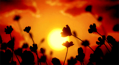Sunset With Flowers