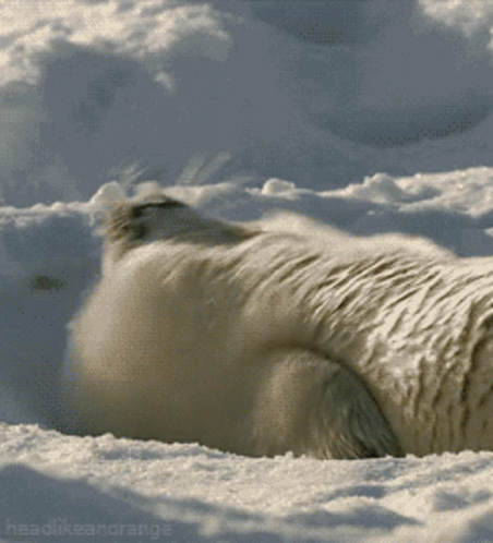Baby Seal Says Sup GIF