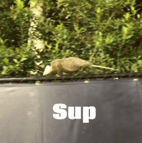 Sup Possum On The Fence GIF