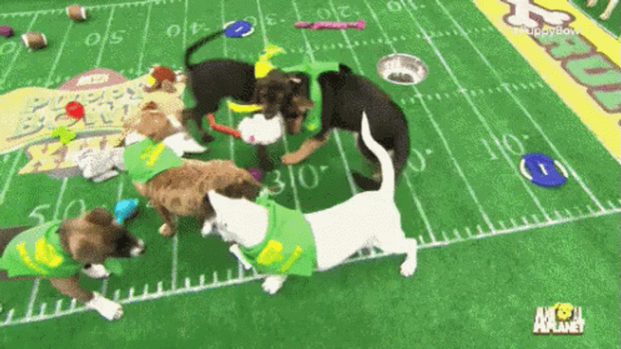 Super Bowl Puppy Bowl Parody GIF