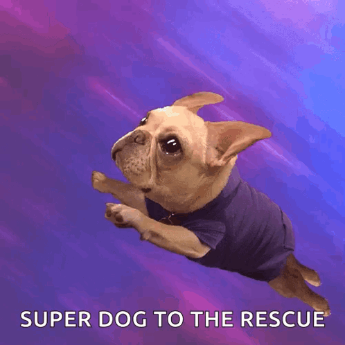 Super Dog Jumping in Purple Shirt