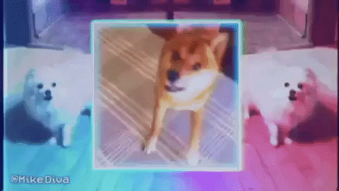 Super Excited Dog Meme GIF