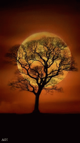 Super Moon Behind Tree With Flickering Light GIF