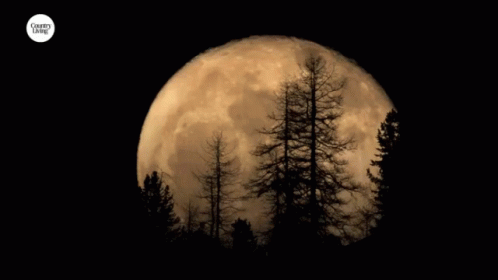 Super Moon Obscured By Trees GIF