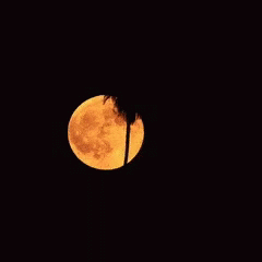 Super Moon Passing Behind Palm Tree GIF