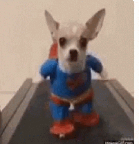 Super Puppy On Treadmill GIF