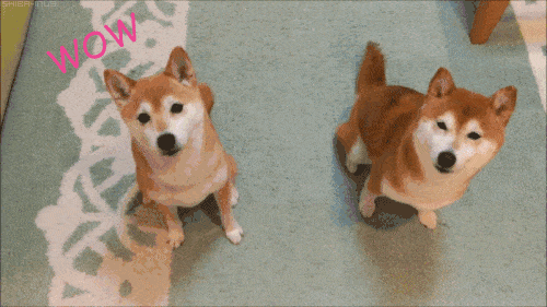 Support Shiba Inu Dog GIF