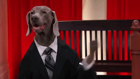 Supreme Court Adorable Weimaraner GIF