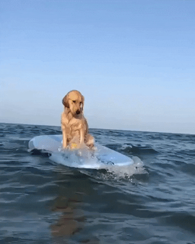 Surfing Golden Retriever Dog GIF