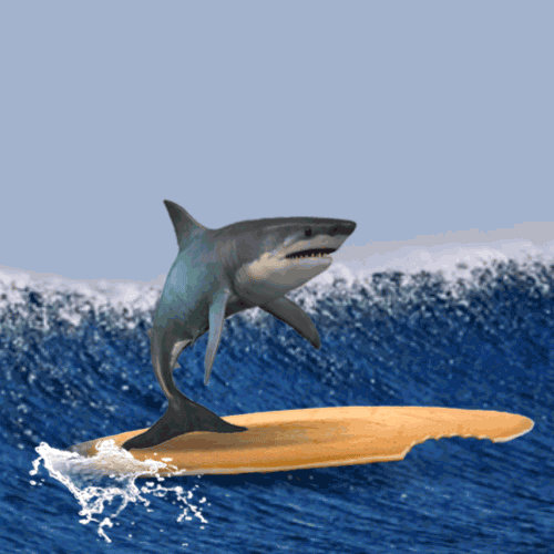 Surfing Shark Wave Funny GIF