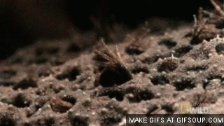 Suriname Baby Toads GIF