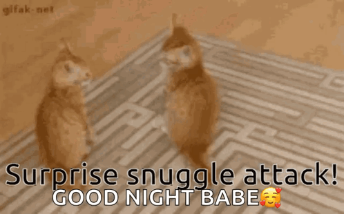 Surpise Snuggles Attack Good Night Babe GIF