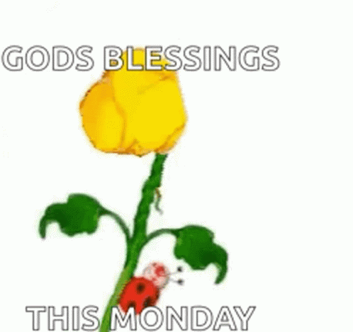 Surprise Happy Flower Monday Blessings GIF