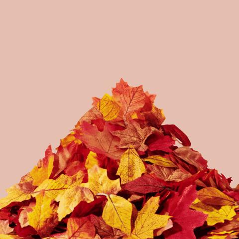 Surprise It's Pumpkin Spice Season GIF