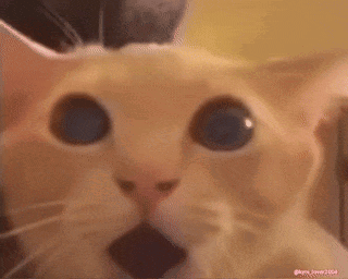 Surprised Cat