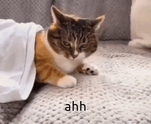 Surprised Cat Ahhhh Meme GIF