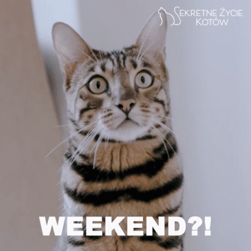 Surprised Cat Almost The Weekend GIF