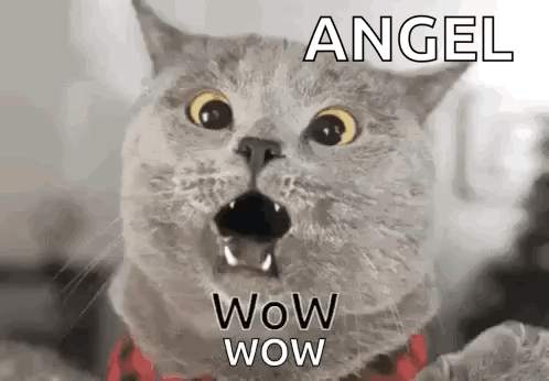 Surprised Cat Angel Wow Wow