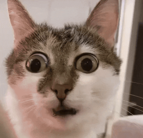 Surprised Cat Close Up