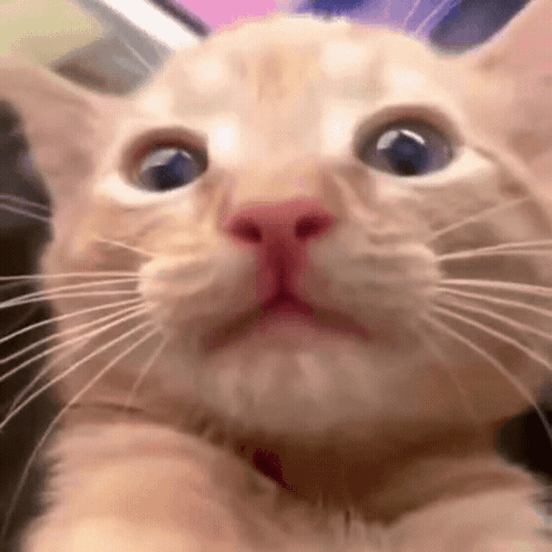Surprised Cat Face Close Up