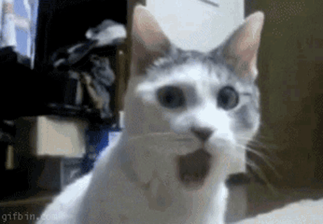 Surprised Cat Gif GIF