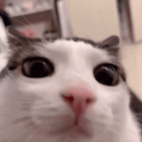 Surprised Cat Looking at Camera