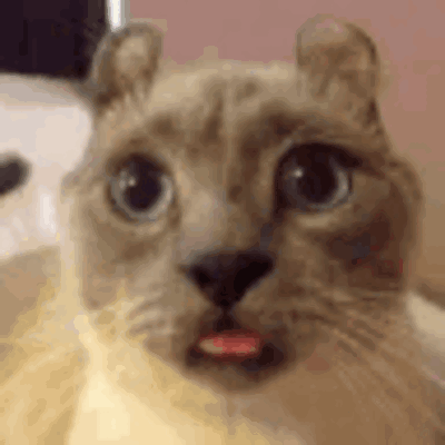 Surprised Cat Mouth Open