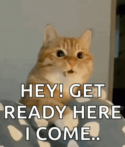 Surprised Cat Saying Hey Get Ready
