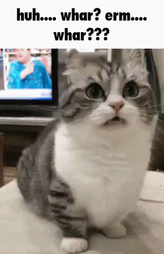 Surprised Cat Saying Huh Whar Erm Whar GIF