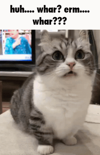 Surprised Cat Saying Huh Whar Erm Whar GIF
