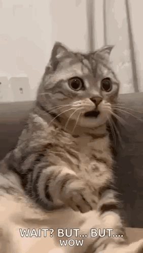 Surprised Cat Sitting on Couch