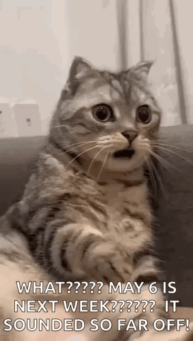 Surprised Cat Sitting on Couch