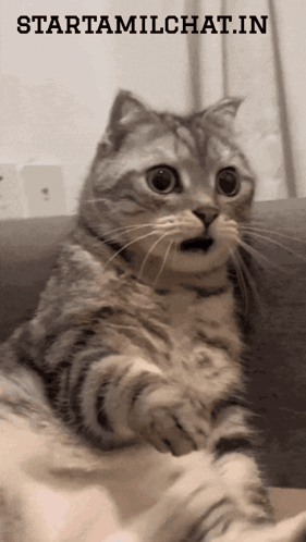 Surprised Cat Sitting on Couch Under starttamilchat.in Sign