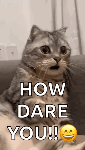 Surprised Cat Sitting on Couch