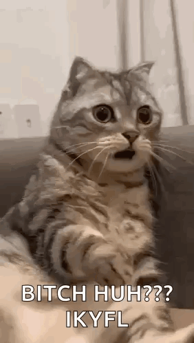 Surprised Cat With Mouth Open on Couch