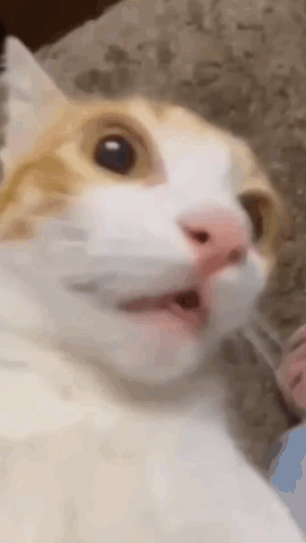 Surprised Cat With Mouth Open