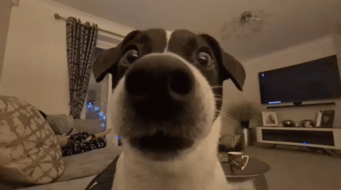 Surprised Dog Funny Sniffing GIF