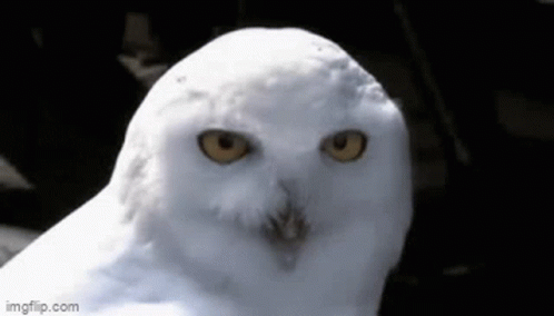 Surprised Hedwig Whoot GIF