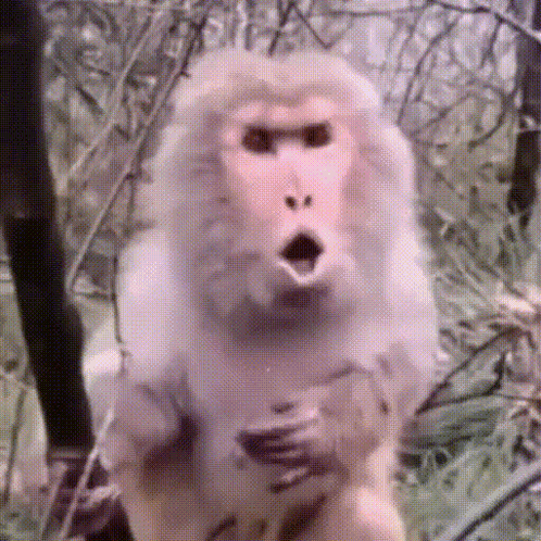 Surprised Monkey in Forest