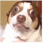 Surprised Shocked Meme GIF