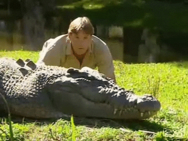 Surprised Steve Irwin Beside Crocodile GIF