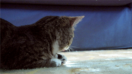 Surprised Tabby Cat Lick GIF