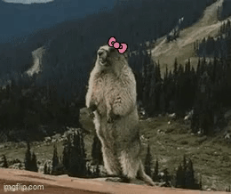 Surprised Teddy Bear No Way