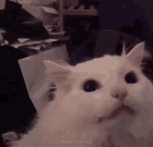 Surprised White Cat GIF