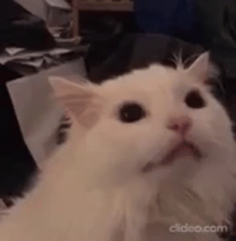 Surprised White Cat on Bed