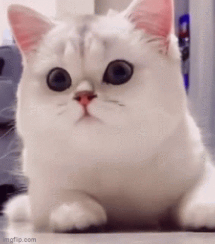 Surprised White Cat With Big Eyes