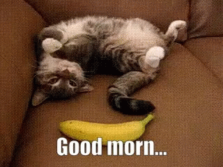 Surprised With A Banana Cat Meme GIF