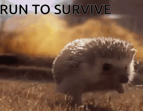 Run To Survive Hedgehog Running From Flames GIF